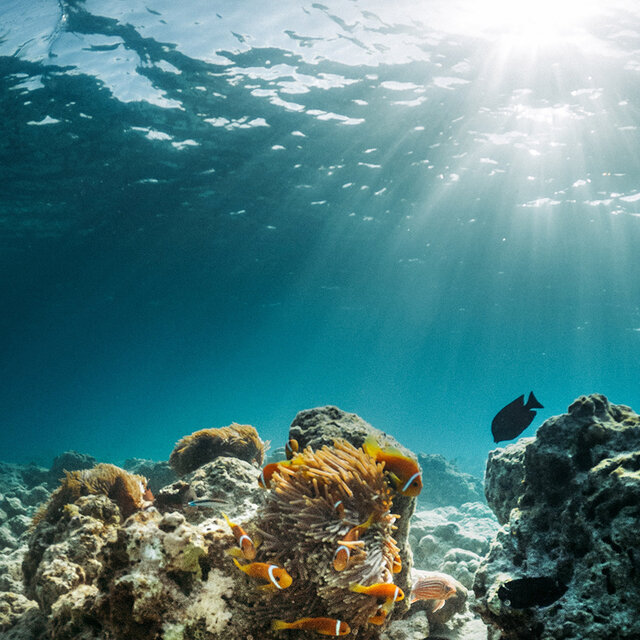 Meeresschutz - warum ist er so wichtig